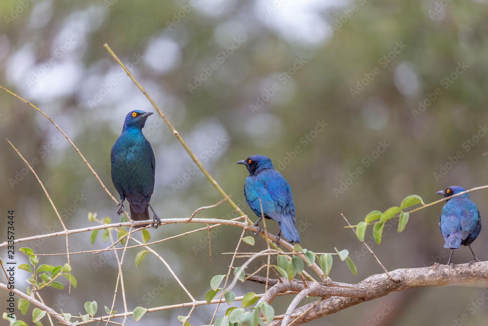 Obraz premium Choucadors