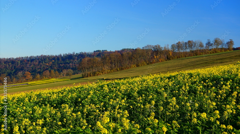 Acker-Senf blüht gelb auf herbstlichen Feldern vor blauem Himmel im Nordschwarzwald