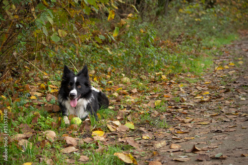 A wonderful border collie puppy plays with his ball in the autumn leaves. © Pepa