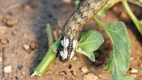 Sphinx of African death on a plant of aubergines.
