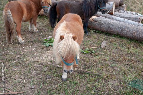 pferd haflinger pony kleinpferd auf koppel photo