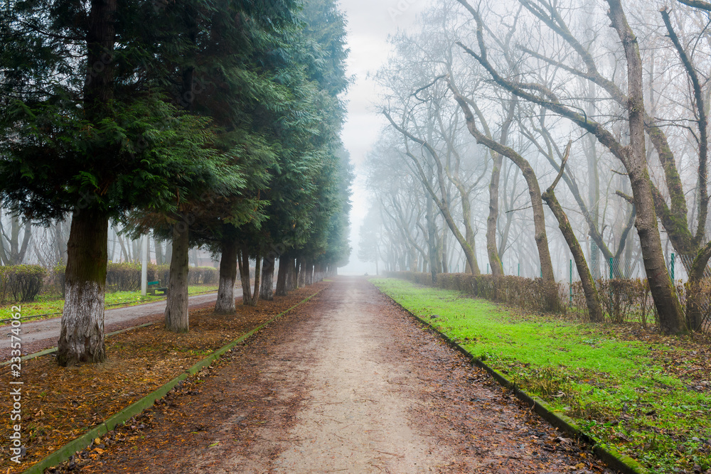 park in foggy conditions. path through row of trees. fallen foliage on the green grass. unusual mysterious winter weather