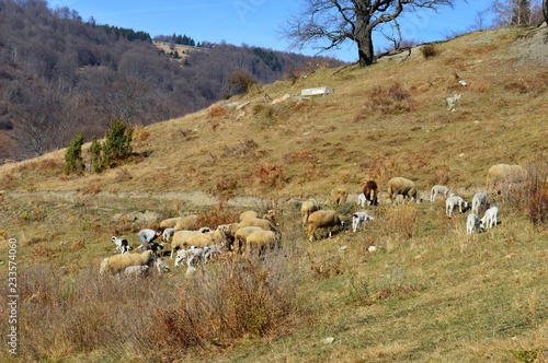 sheep and lambs on a meadow