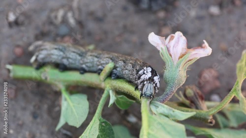 Sphinx of African death on a plant of aubergines.
