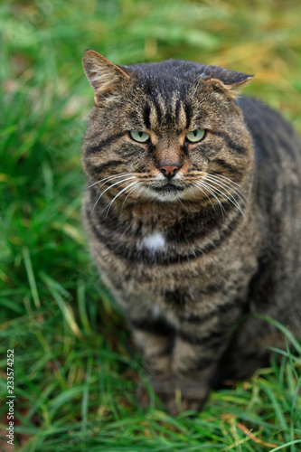 portrait of street wild cat