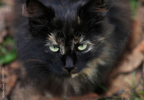 portrait of street wild cat