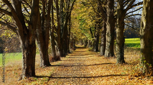 Herbst,Laubfärbung,Laubfall,Allee