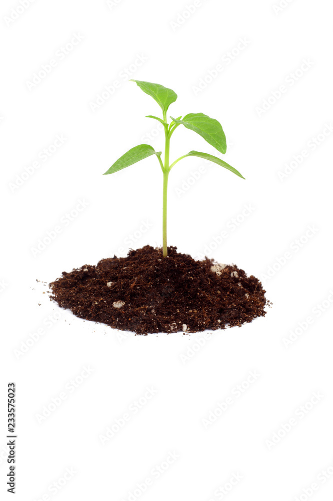 Sweet pepper sprouts