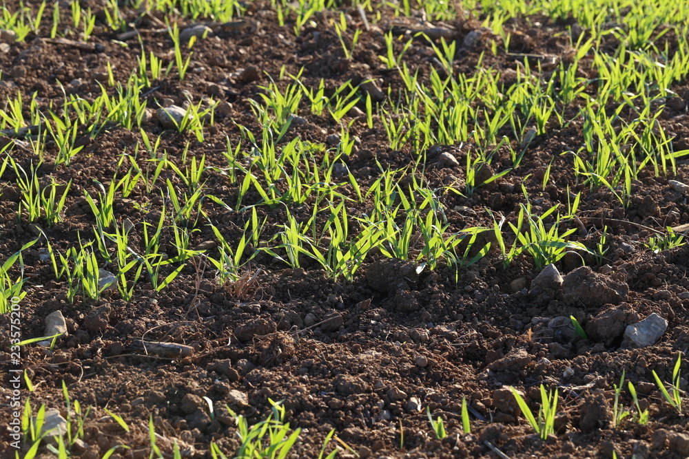 Young shoots of wheat in the field
