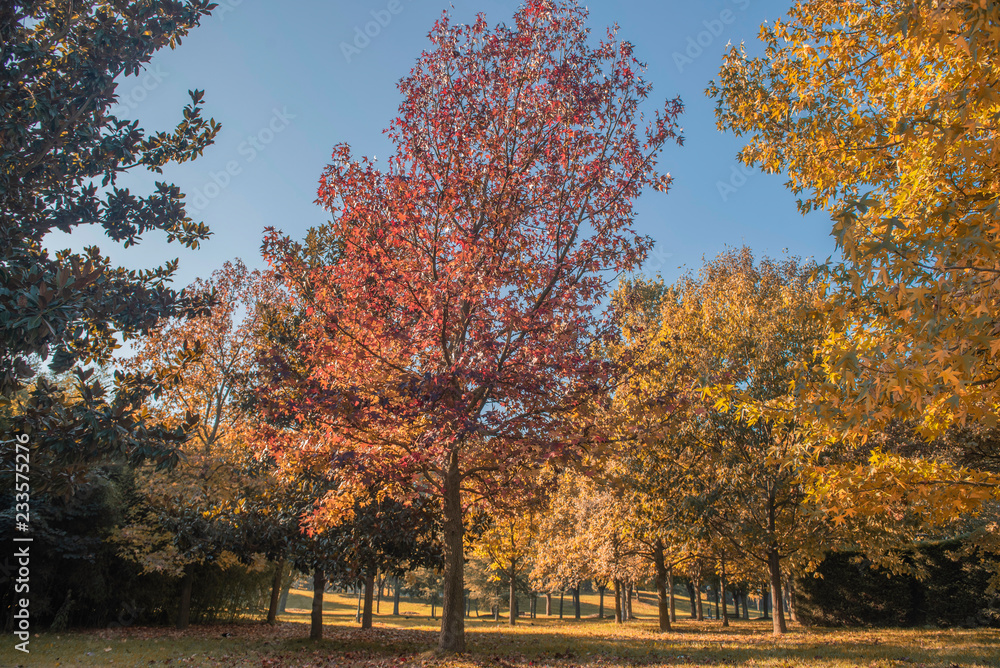 Autumn Colors at Botanic Park, Bursa