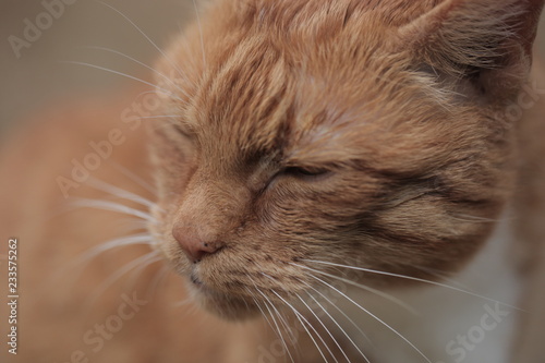 beautiful red cat with green eyes and white whiskers close up outdoors on a sunny summer day in Poland, with a beige background