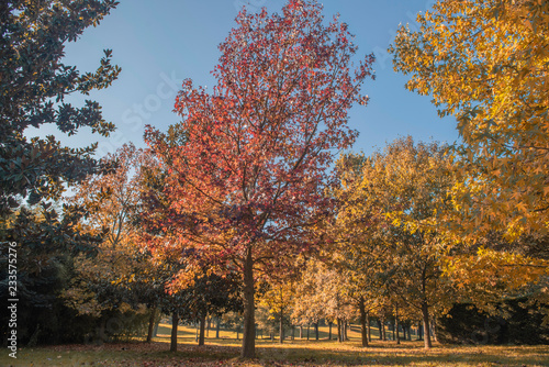 Autumn Colors at Botanic Park  Bursa