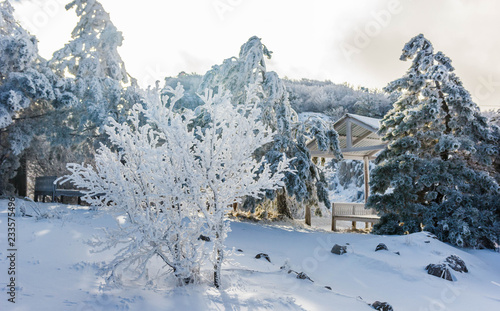 Crimean snowy forest in the mountains © Igor Luschay