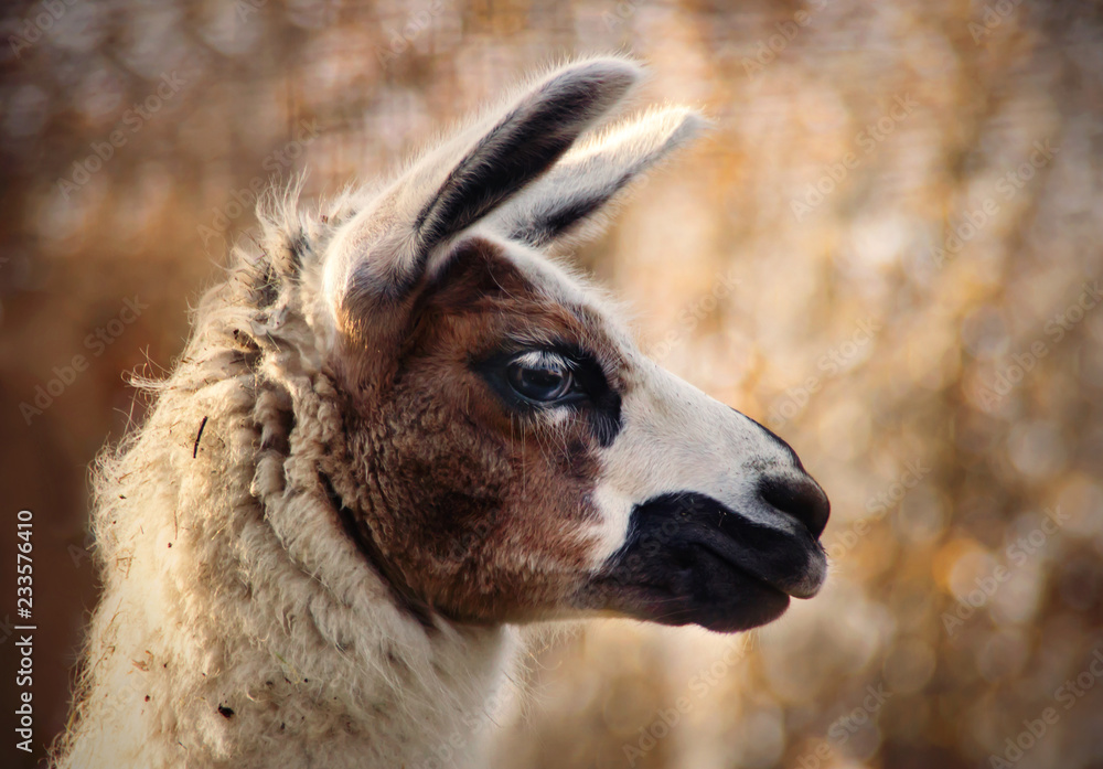 beautiful llama with bokeh background