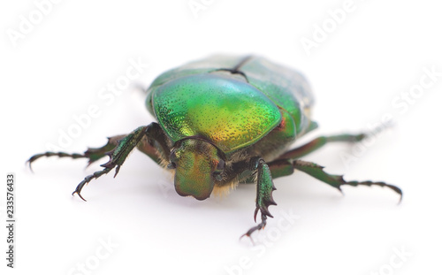 Green beetle isolated. © olhastock