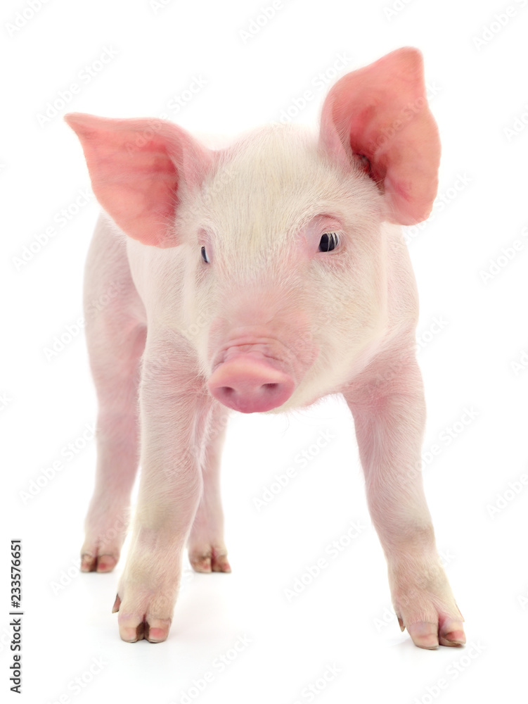 Pig on white. Pig on white.