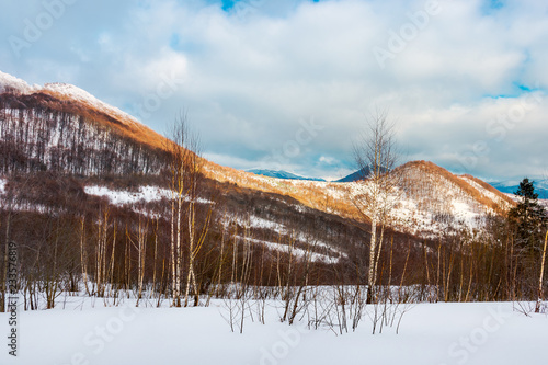 birch forest on the snowy slope. lovely landscape in mountains on a cloudy winter evening photo