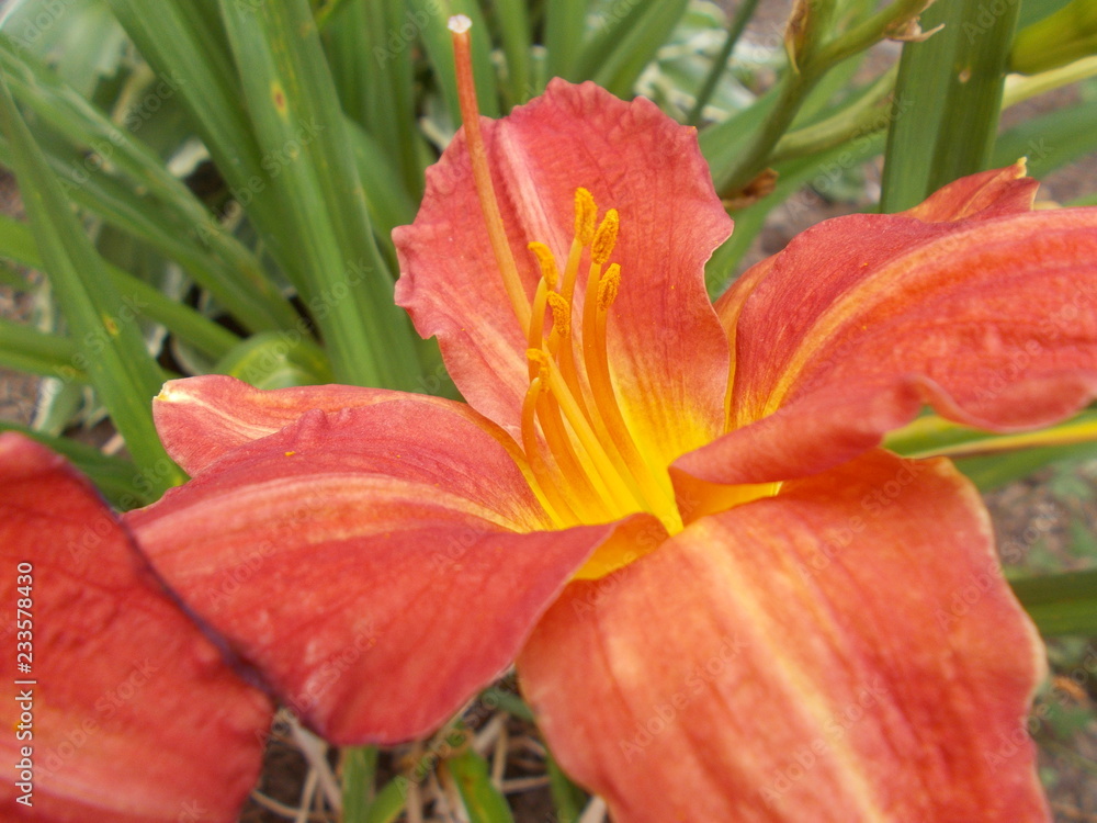 Fototapeta premium Red Daylily