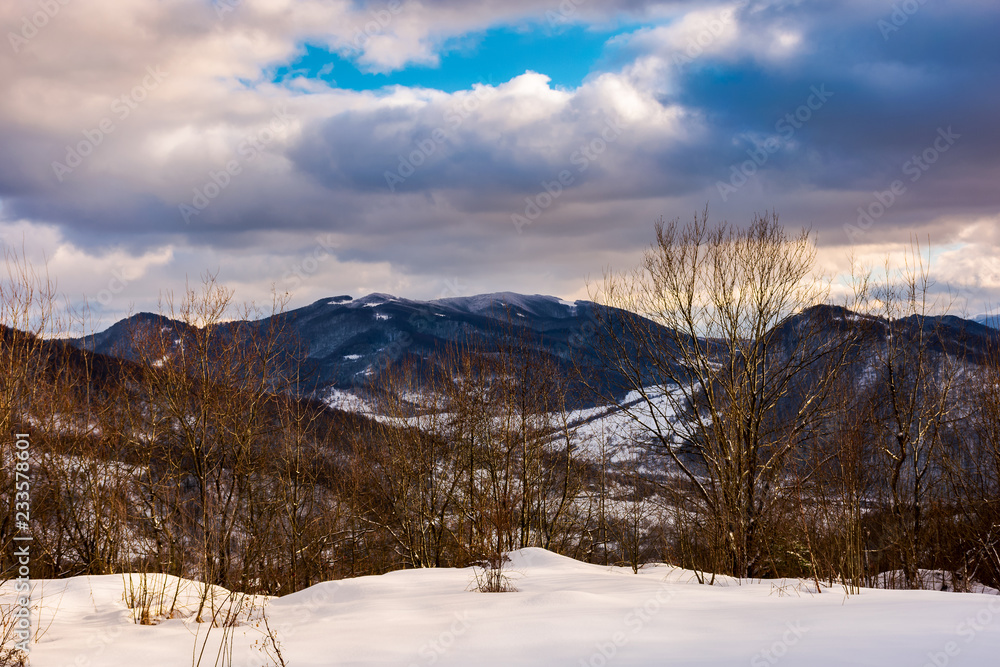 trees on a snowy slope above the valley. gorgeous evening cloudy sky above the ridge. 