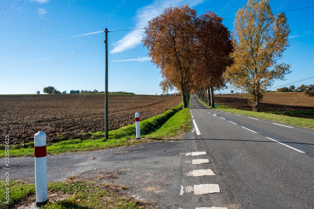 croisement route avec signalisation, alignement de platanes, champs labourés, automne, Tarn, France