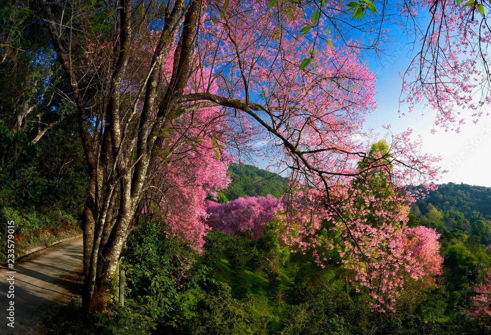Cherry blossoms are blooming in northern Thailand. Sakura bloom at Khun Wang Chiang Mai.Sakura at Khun Chang Kian Chiang Mai.