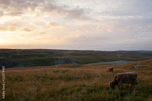 Highland Cattle in the Yorkshire Dales National Park © Laurence