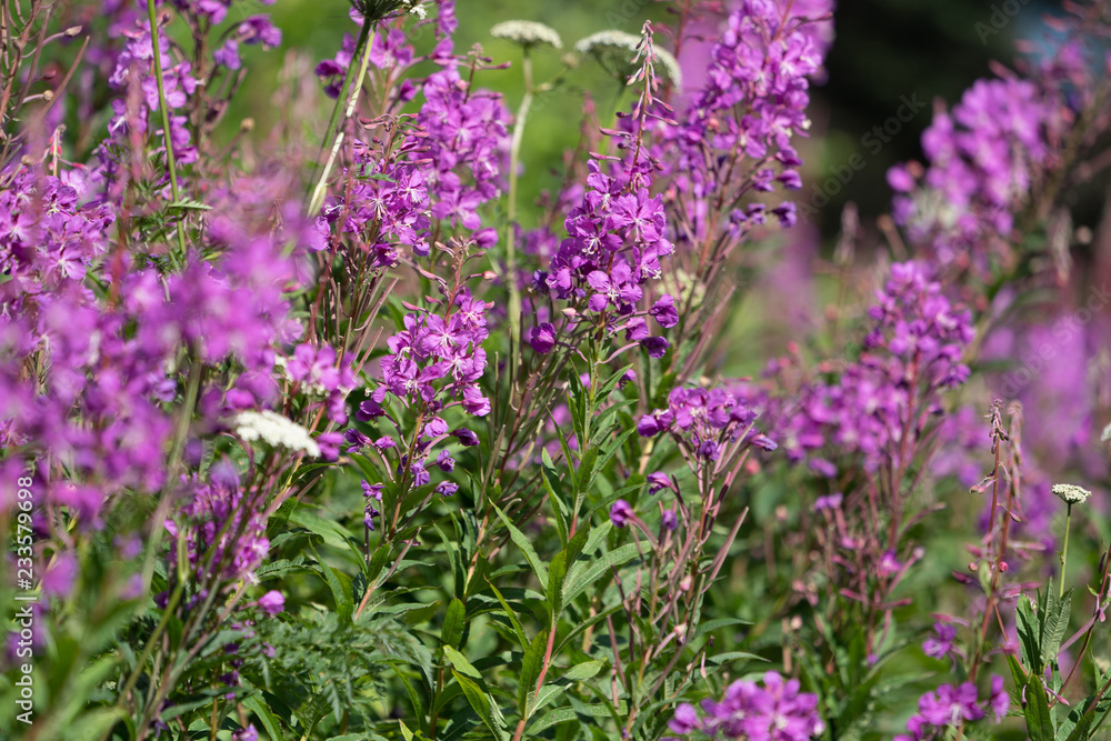 Beautiful Alaska fireweed purple wildflower. Beautiful Alaska fireweed purple wildflower.