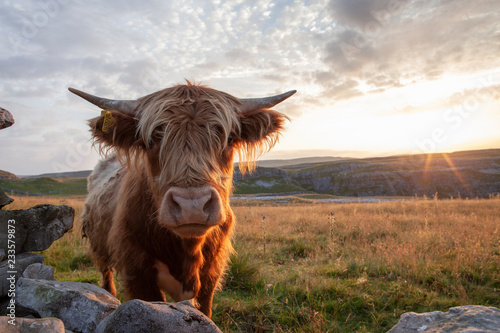 Highland Cattle in the Yorkshire Dales National Park