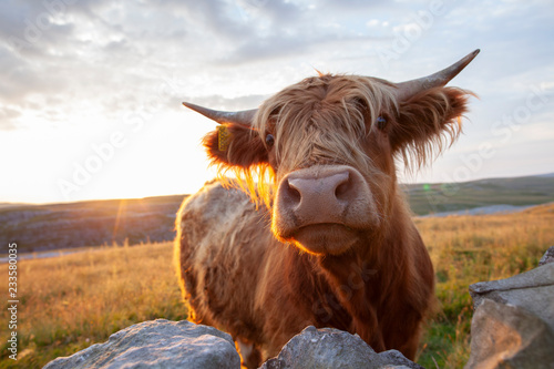 Foto Highland Cattle in the Yorkshire Dales National Park