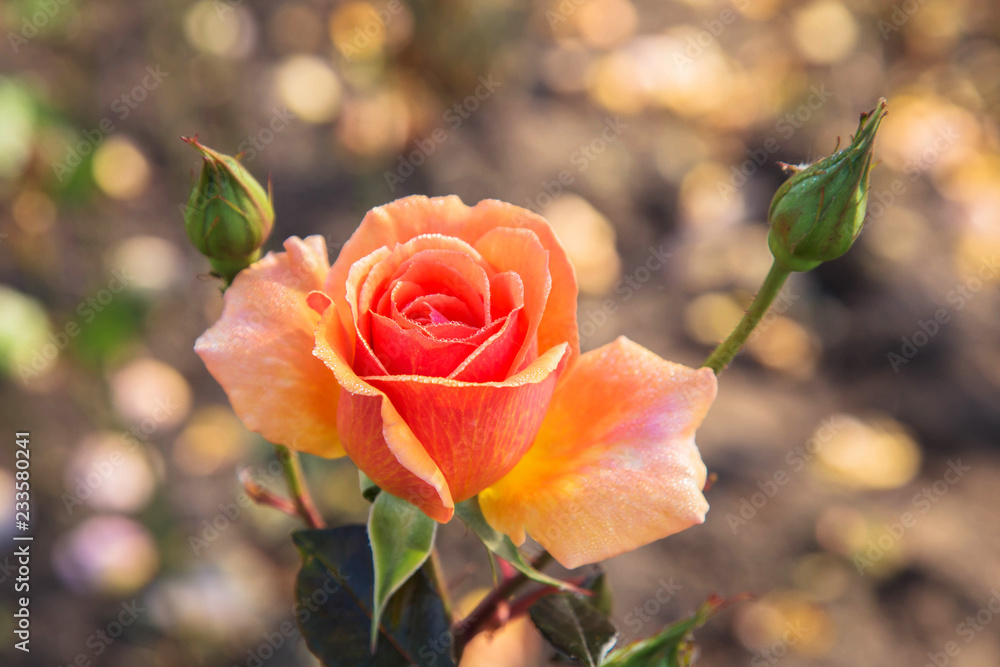 Obraz premium Morning blooming rose flower with drops of dew on the petals.