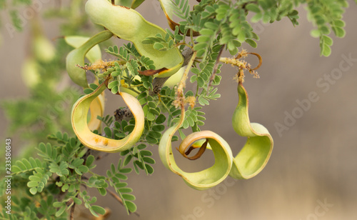 curly pods photo