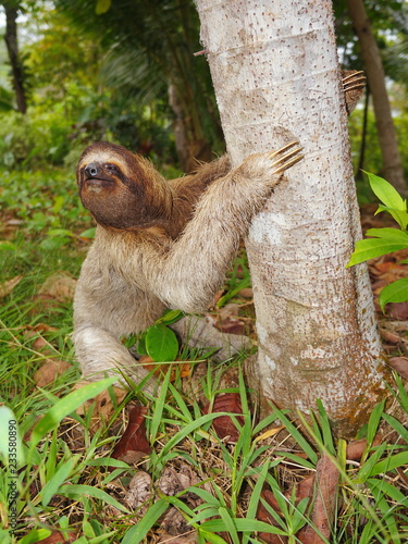 A three toed sloth on the ground begins to climb a tree, Panama, Central America photo