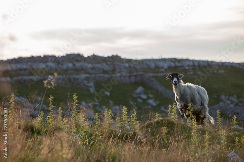 Swaledale Ewe Above Malham In The Yorkshire Dales National Park