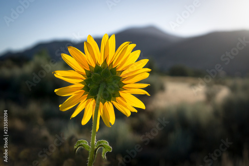 sunflower facing the sunrise