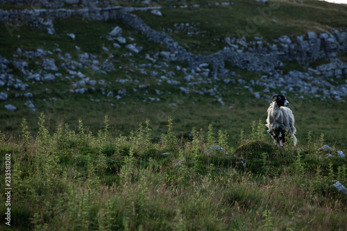 Swaledale Ewe Above Malham In The Yorkshire Dales National Park