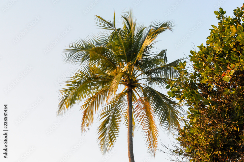 Fototapeta premium palm tree on background of blue sky