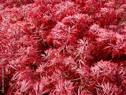 red leaf pattern