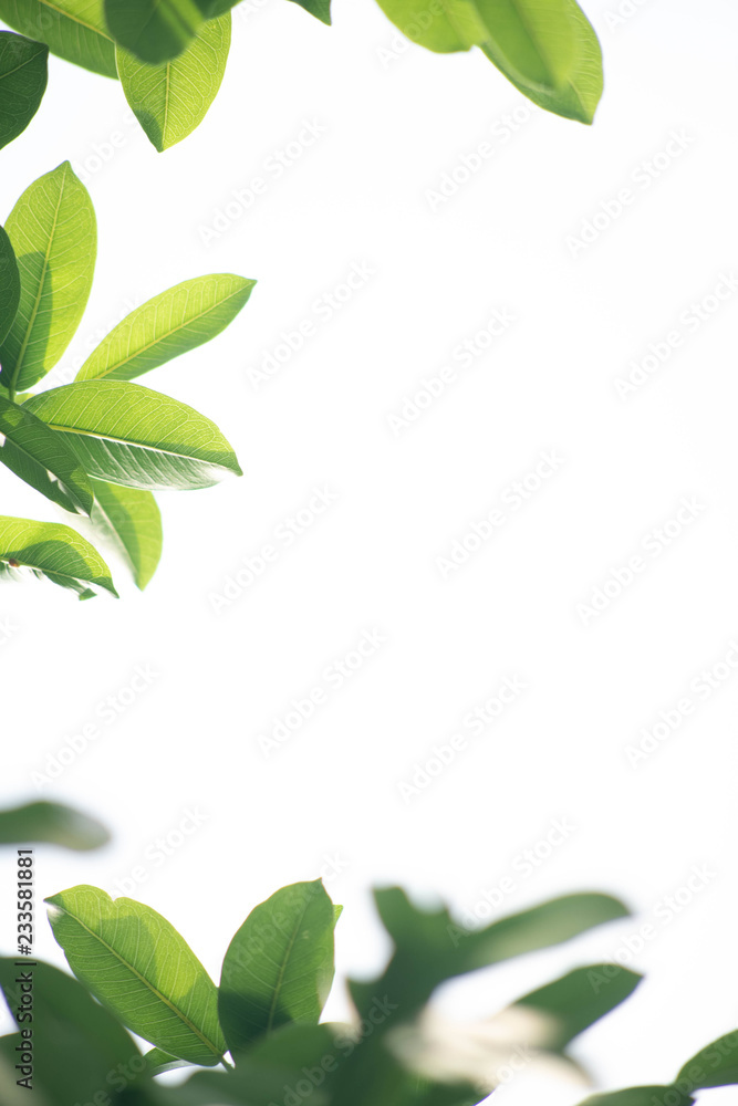 Green background with copyspace for text, fresh, relief, feel good, clean for background, boshure, advertising nature use Green background with copyspace for text, fresh, relief, feel good, clean for background, boshure, advertising nature use