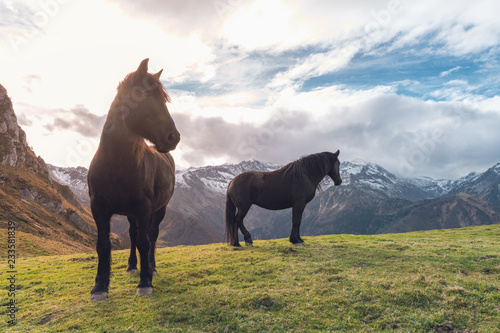 Fototapeta Naklejka Na Ścianę i Meble -  cheval de Mérens - poney ariégeois