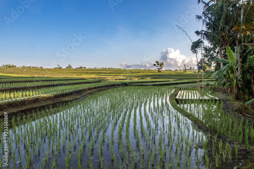 rizière à Bali, rice paddy in Bali