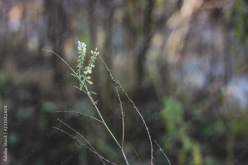 Abstract background with alone grass branch with white blossoms on gray and green blurred forest background. Concept of new life, loneliness, beginning Abstract background with alone grass branch with white blossoms on gray and green blurred forest background. Concept of new life, loneliness, beginning