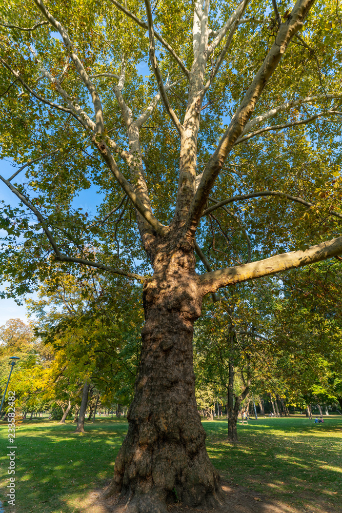 Obraz premium Maple leaves in autumn