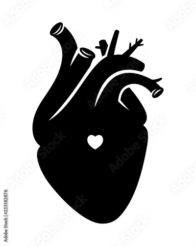 Realistic proportional human vector heart on white