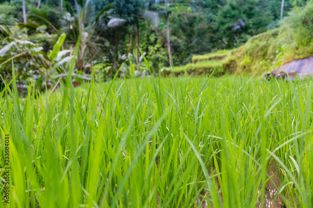 Obraz premium Rice Plants with Golden Grains in Bali
