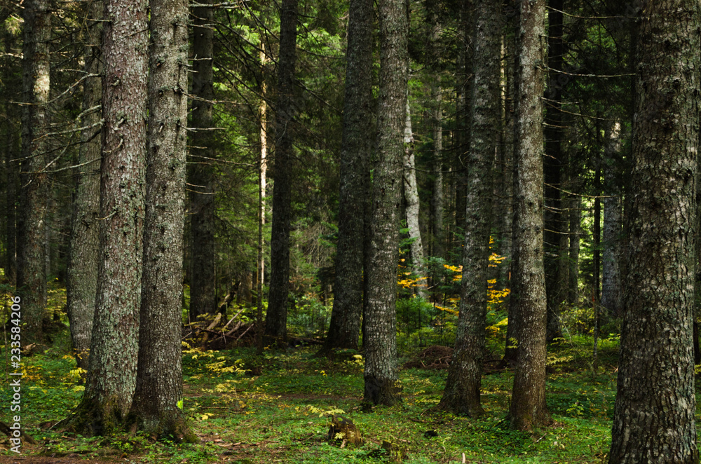 Obraz premium Virgin, dense pine forest, beautiful nature of Montenegro.
