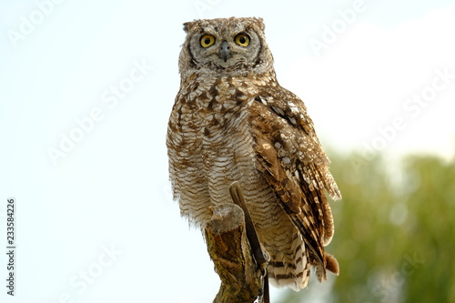 Spotted eagle-owl (Bubo africanus) is a medium-sized species of owl, one of the smallest of the eagle owls photo