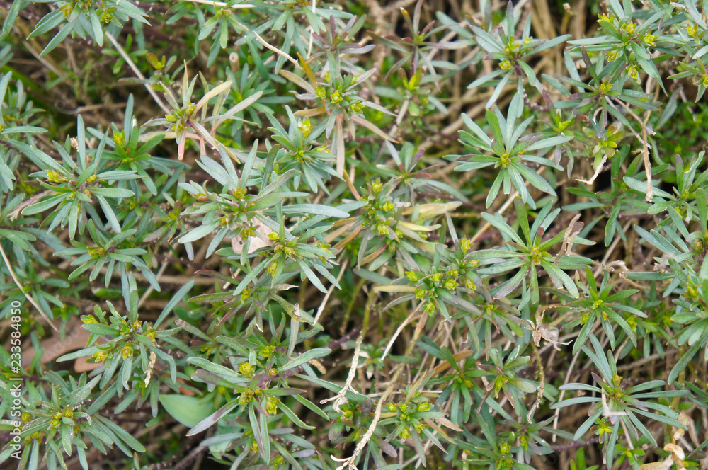 Iberis sempervirens green plant background Iberis sempervirens green plant background
