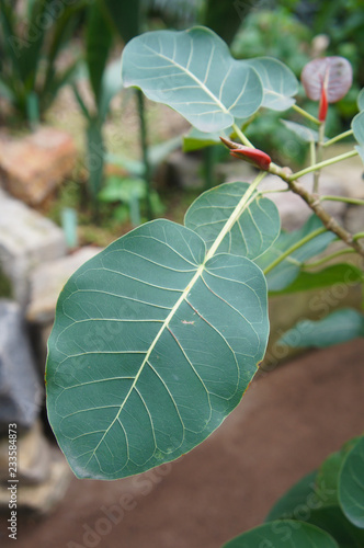 Ficus petiolaris or petiolate fig green foliage photo