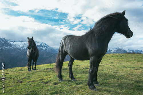 Fototapeta Naklejka Na Ścianę i Meble -  cheval de Mérens - poney ariégeois