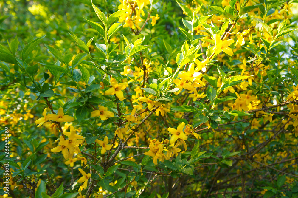 Bush of forsythia yellow flowers with with green 
